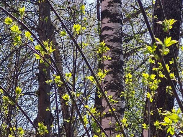 В Тульской области на выходные прогнозируют до +9 градусов и без осадков