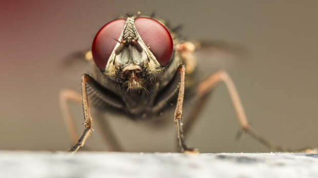 Откуда в доме осенью берутся мухи и как от них спастись