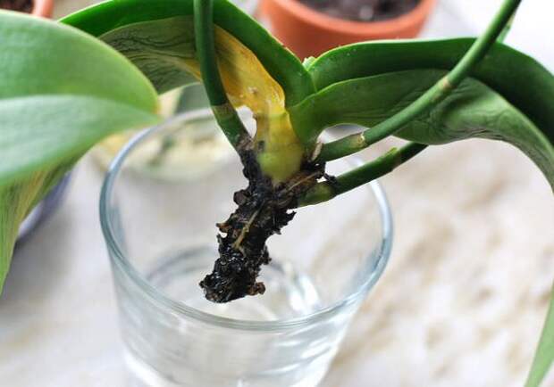 Чаще всего корни орхидеи повреждаются в результате гнилостных изменений
