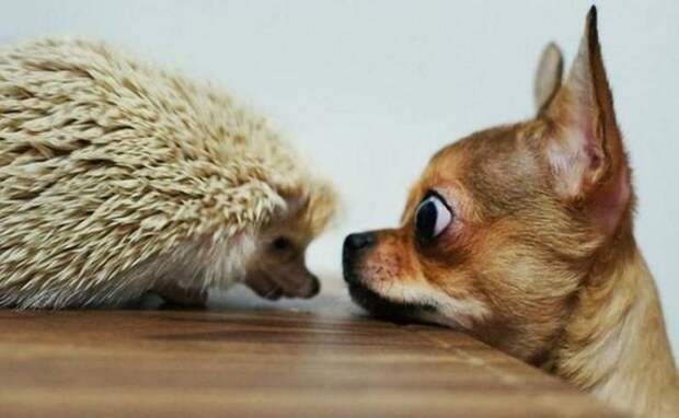 30 веселых фотографий с животными 30 веселых фотографий с животными