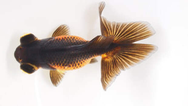 Одна из пород золотой рыбки с раздвоенным хвостом. Фотография авторов статьи.