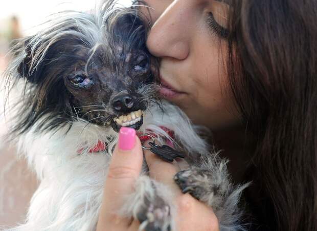 samaya urodlivaya sobaka v mire 13 Самая уродливая собака в мире 2014 года