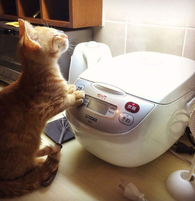 Кошки, которые любят тепло