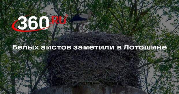 Белых аистов заметили в Лотошине