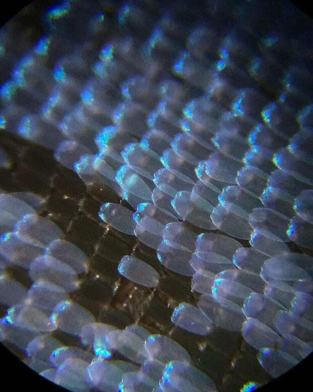 17 микрофотографий, которые покажут с новой стороны мир, что кроется у нас под носом