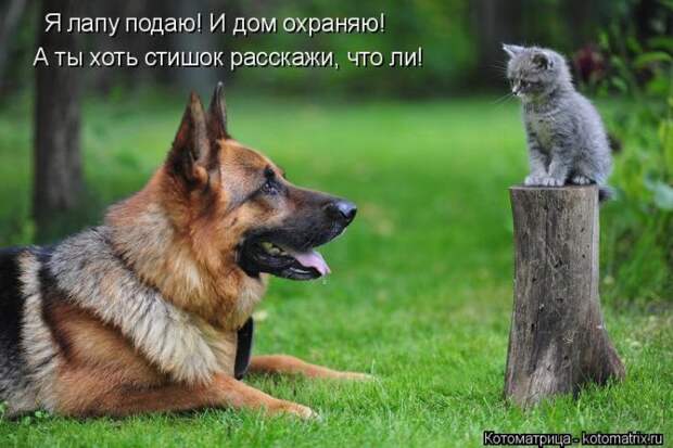 Забавные животные (50 фото)