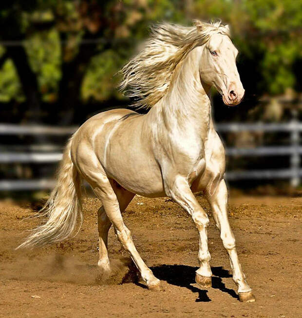 beautiful-horse-shiny-blonde-hair-akhal-teke-5