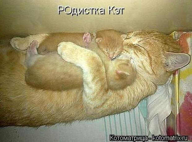 Котоматрицы (картинки с надписями)
