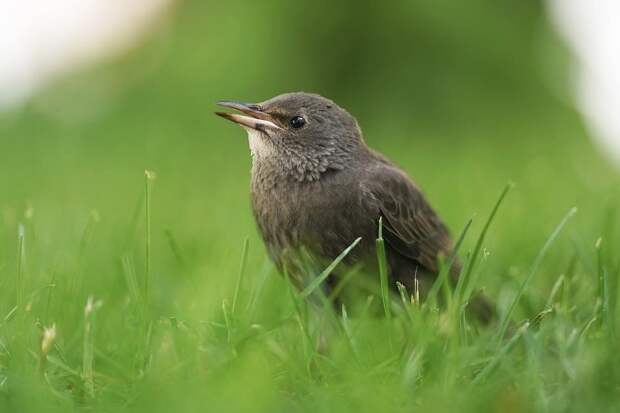 В России 7 февраля стартует ежегодная перепись воробьев