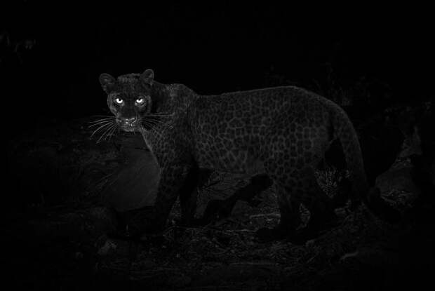 Впервые за 100 лет удалось заснять черного леопарда