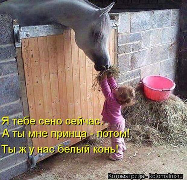 Котоматрицы (картинки с надписями)