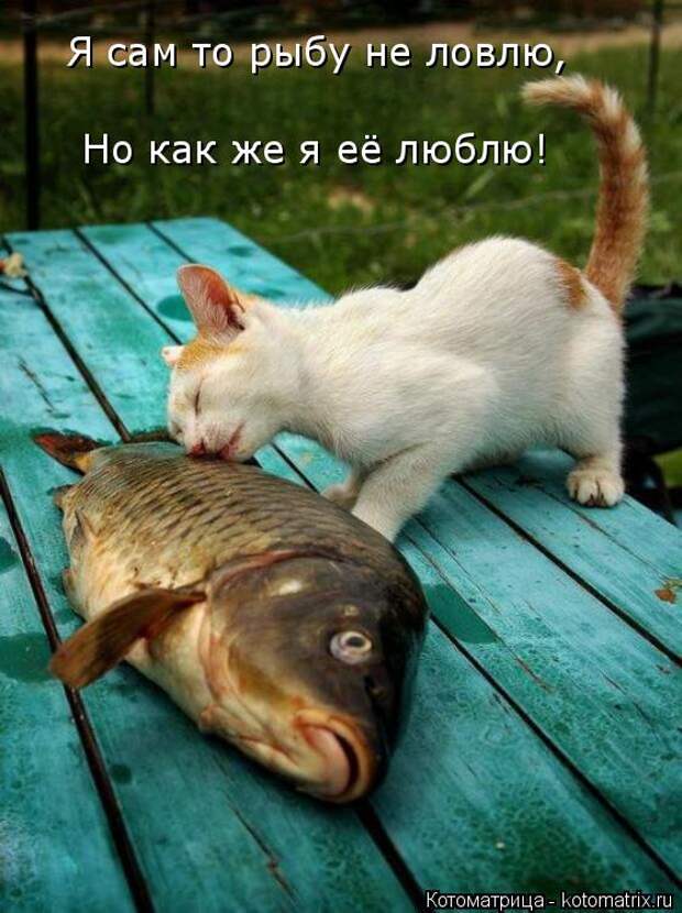 Котоматрица: Я сам то рыбу не ловлю, Но как же я её люблю!