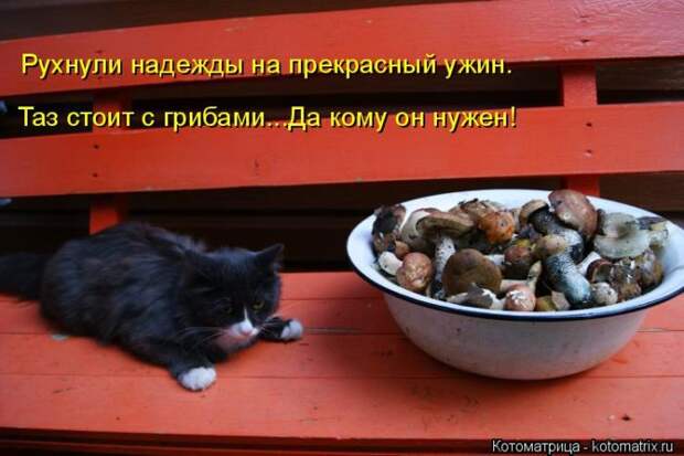 Лучшие котоматрицы недели (50 фото)