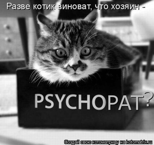 Лучшие котоматрицы недели (50 фото)