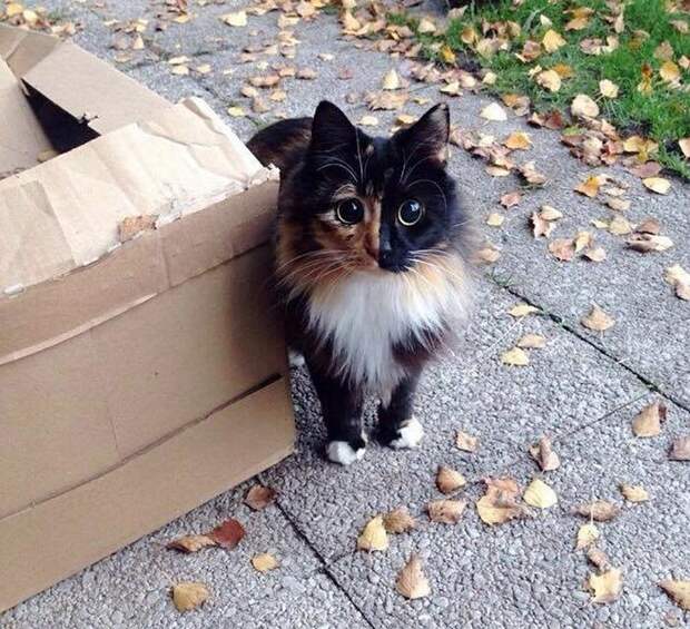 Слепая кошка с очень красивыми глазами, перед которыми не устоять! Слепая кошка с очень красивыми глазами, перед которыми не устоять!