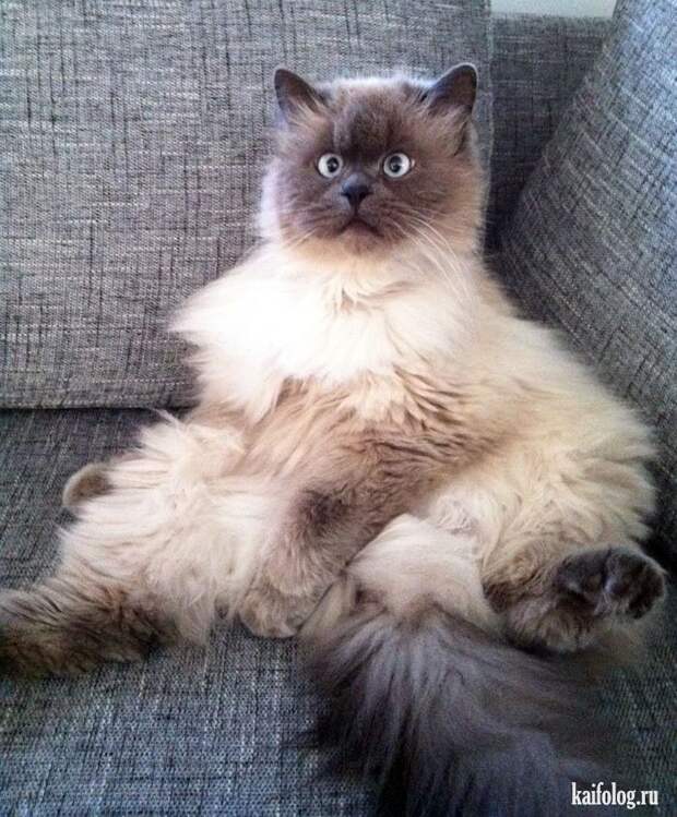 Смешные котики (55 фото)