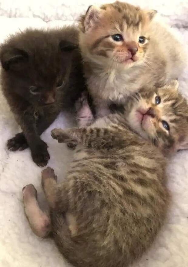 Котята лежат