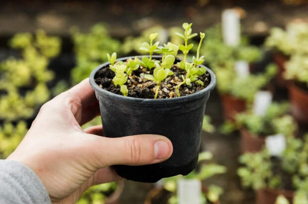 Как правильно замачивать семена: простые способы для дружных всходов