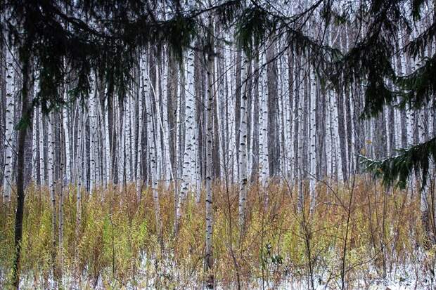 Березы заплакали на неделю раньше в Новосибирской области — биолог Яновский