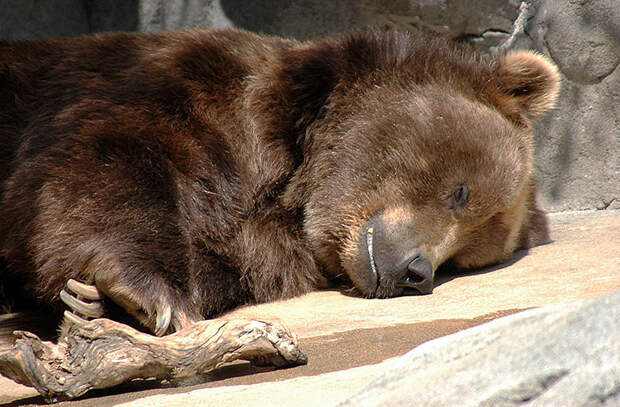 Как медведи впадают в спячку
