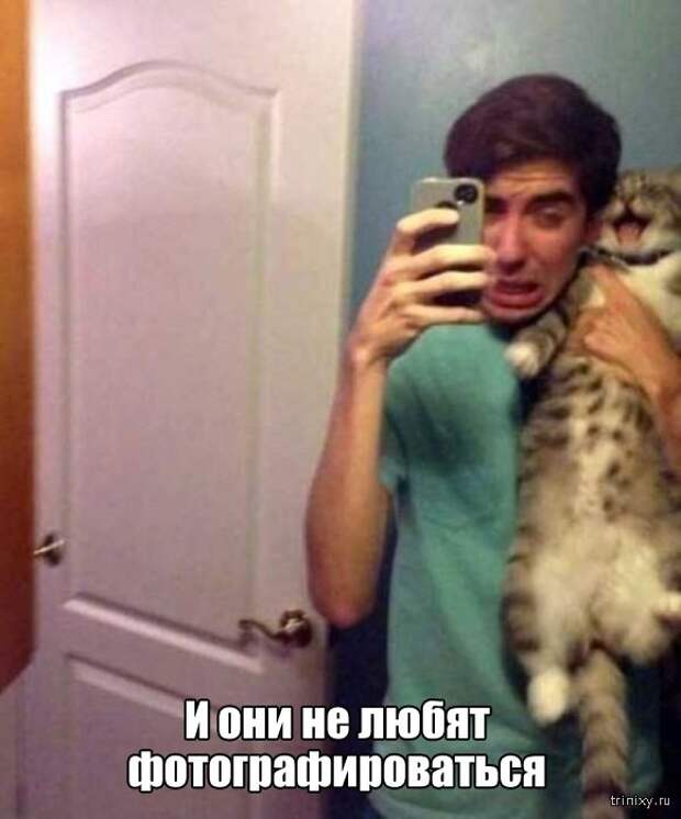 Вещи, которые до боли знакомы всем кошатникам (20 фото)