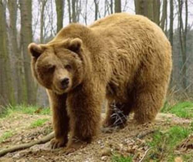 ОЛЕКМИНСКИЙ - бурый медведь