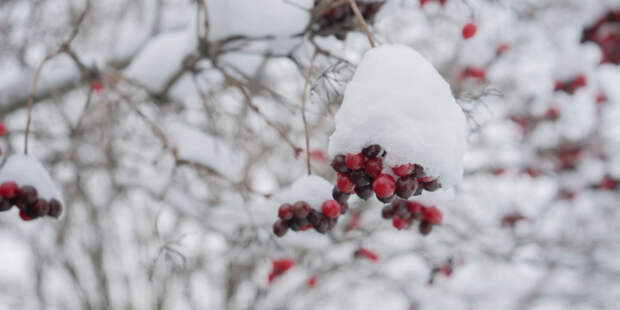 Погода в СНГ: потепление в Беларуси и морозы в Казахстане