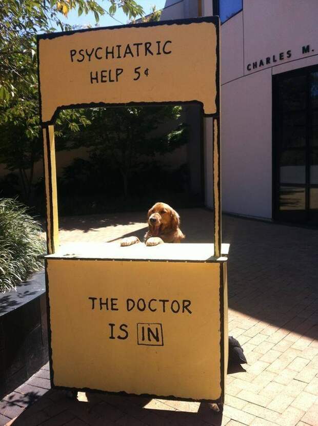 Собака-врач