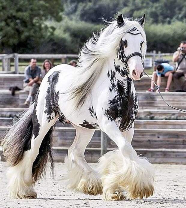 Цыганская упряжная лошадь — Тинкер