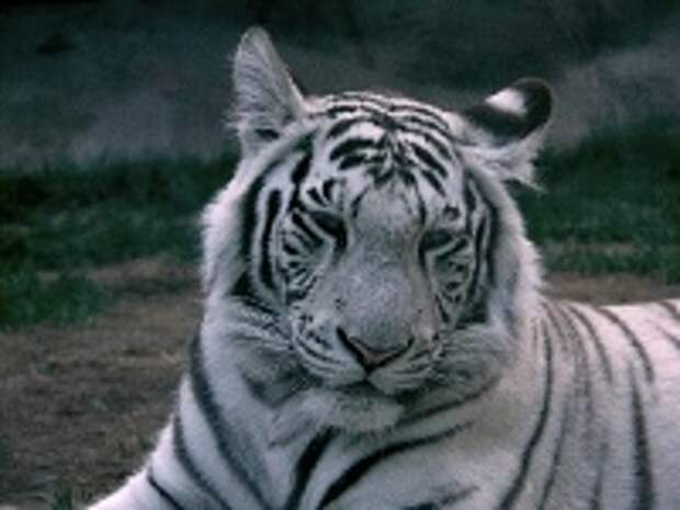 Белые тигры 9