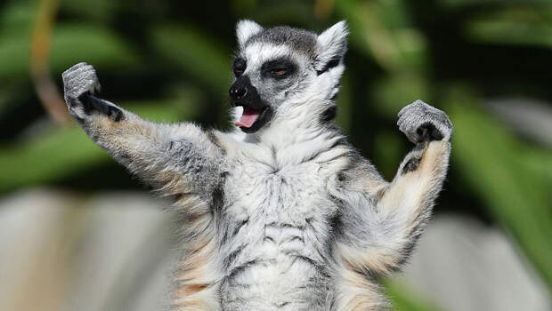 Лемур-каратист в зоопарке в Мельбурне. (Фото Julian Smith): животные, фото
