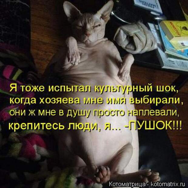 Котоматрицы(картинки с надписями)