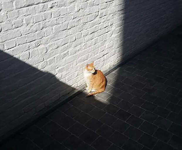 Кошки, которые любят тепло
