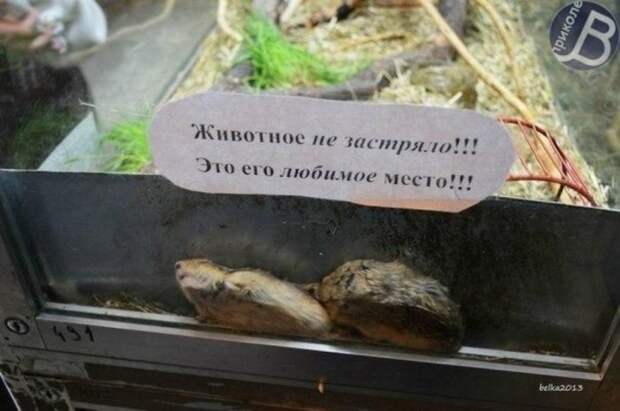 Добро пожаловать в зоопарк!