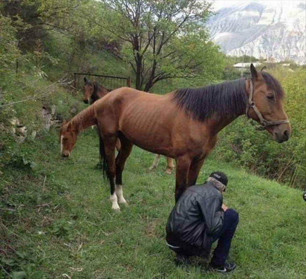 Двухсторонняя лошадь. | Фото: Ribalych.ru.