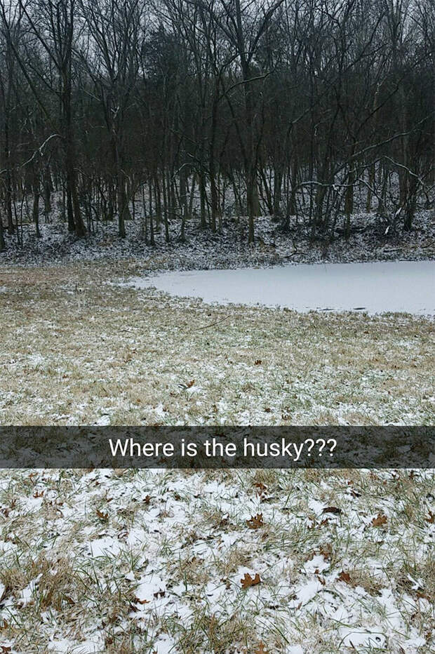 Can You Find My Husky?