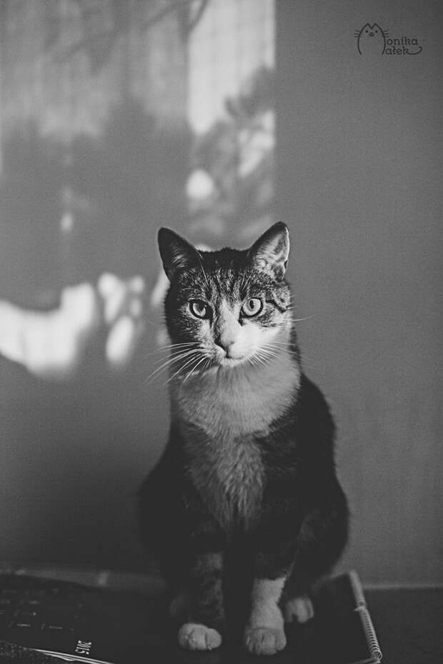 Кошачий мир Monika Małek
