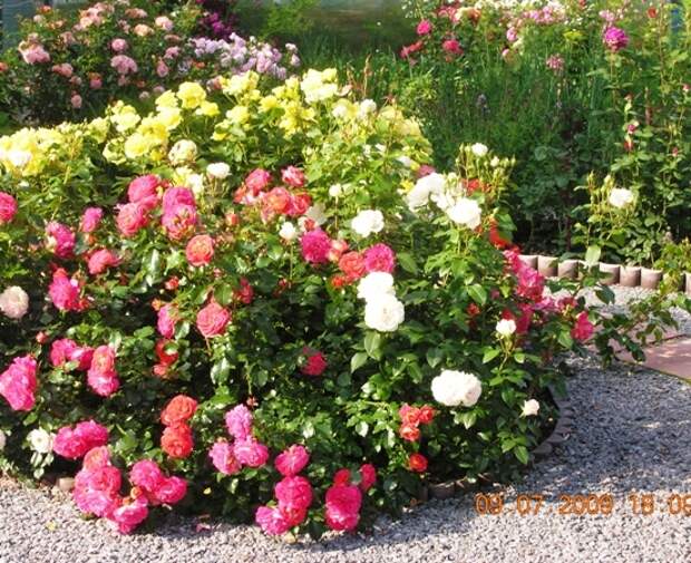 Многоцветные розы Gebruder Grimm могут заменить собой целый розарий