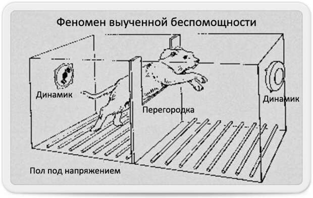 Эксперимент М. Селигмана. Выученная беспомощность — WordPress