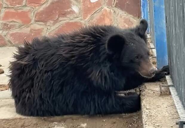 Медведица из зоопарка Алматы обрела новый дом