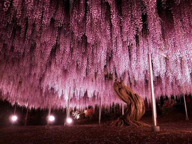Самая крупная глициния в парке Асикага, Япония. Фото