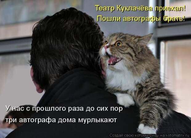 Кошатина да псятинка позитивная, этакая забавная, с надписями, очень много на выходные