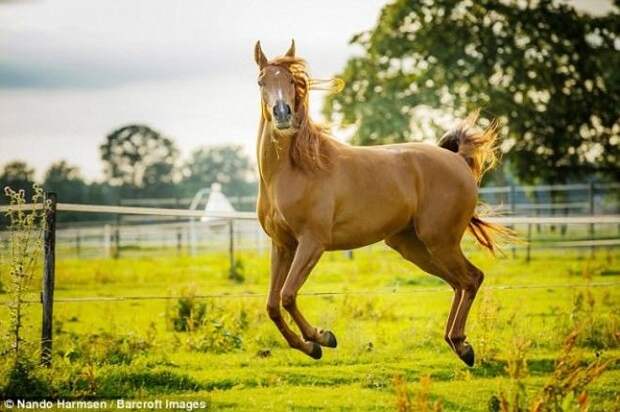 Величественная красота и грация лошадейможет быть смешной Автор Nando Harmsen Нидерланды животные конкурс фото юмор