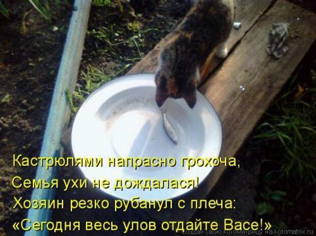 Свежая котоматрица на Бугаге (37 фото)