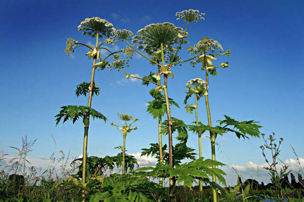 Юрист Палюлин: штрафы за заросшие участки достигают 700 тыс. рублей