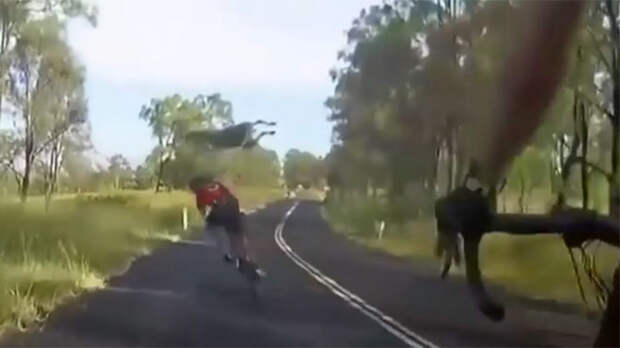 Картинки по запросу кенгуру сбил велосипедистку