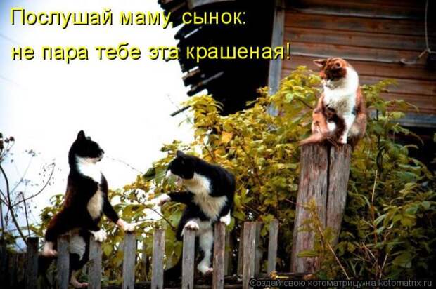 Лучшие котоматрицы недели (50 фото)