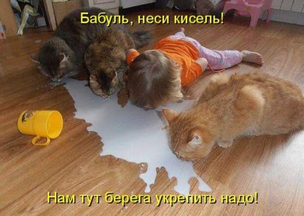 Весёлая котоматрица смех, фото