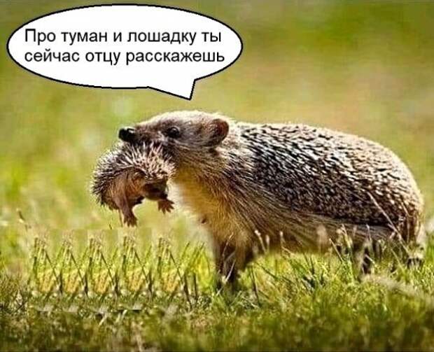 Картинки с надписями, истории и анекдоты