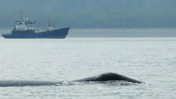 «Известия»: Госдума во втором чтении рассмотрит запрет на вылов китов в культурных целях